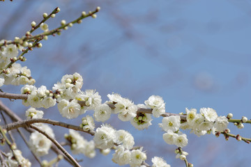 ume blossoms against blue sky, Japanese apricot
