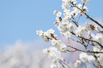 ume blossoms against blue sky, Japanese apricot