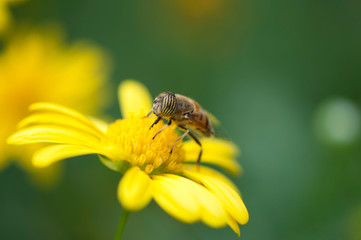 bee on flower