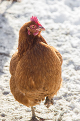 chicken on the farmyard
