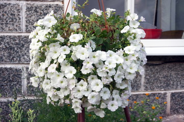 A flowerpot  with lush flowers of white petunia hangs outside the house.