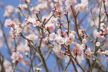 ume blossoms against blue sky, Japanese apricot