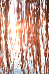 Dry vertical hanging tropical cane leaves are illuminated by sun beams backlight.