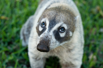 Fototapeta premium Portrait of a very cute mexican coati