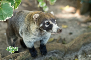 Mexican coati, also known as the ring-tailed coati. Portrait of a very cute animal