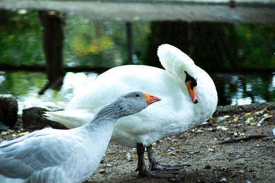 goose and swain on the laik