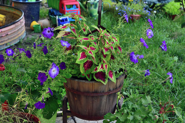 Pot of a petunia and other flowers in the garden