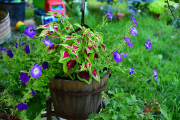Fototapeta na wymiar Pot of a petunia and other flowers in the garden