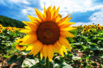 sunflower , summertime