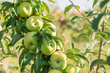 Apples hanging from a tree branch in an apple orchard