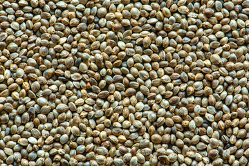 background composed of medical hemp seeds