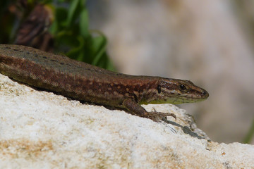 lucertola muraiola (Podarcis muralis) ,ritratto su roccia