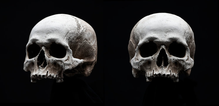 Two Skulls isolated