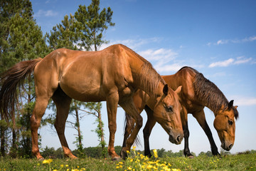 Fototapeta premium Grazing horses