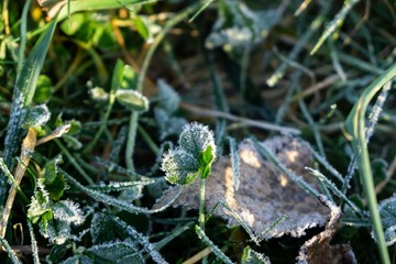 Macro of ice and snow coating during winter. Slovakia