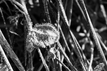 Macro of ice and snow coating during winter. Slovakia