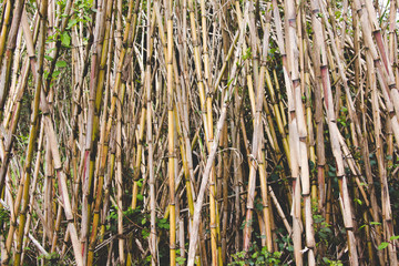 Dry cane background