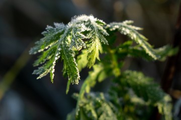 Macro of ice and snow coating during winter. Slovakia