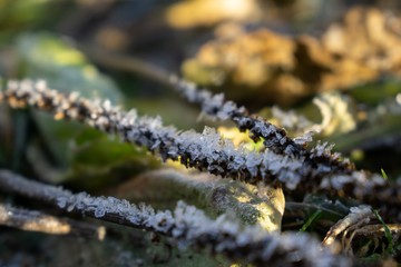 Macro of ice and snow coating during winter. Slovakia