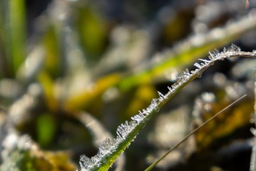 Macro of ice and snow coating during winter. Slovakia