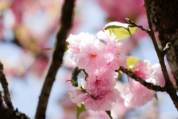 japanese sakura tree