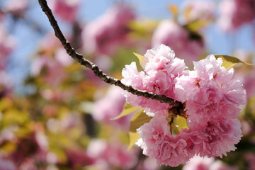 Japanese sakura tree