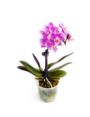 Miniature Moth Orchid (Phalaenopsis) flower on white background