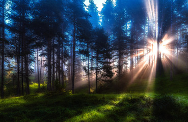 misty forest, ray of light