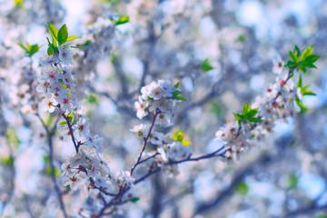 Obraz premium Branches of blossoming cherry macro with soft focus. Beautiful floral image of spring nature. Easter Sunny day. Blooming tree with pink flowers in spring. Sunny day. The branches of a blossoming tree
