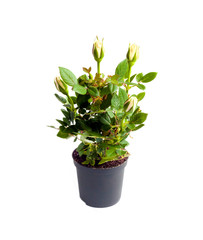Miniature rose in a flower pot isolated on white background