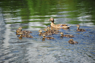 Duck floating in the lake