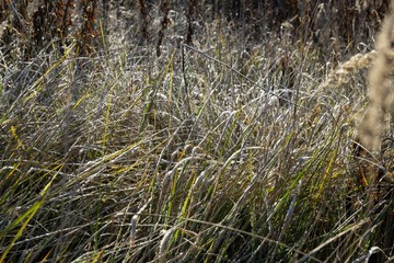 Fototapeta premium Macro of ice and snow coating during winter. Slovakia