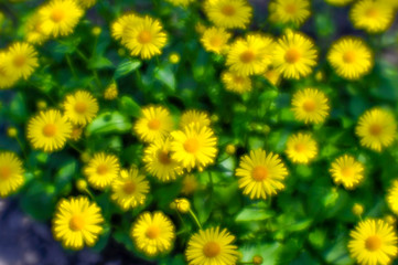Bush yellow daisies doronikum on the garden bed. The photo was taken on a soft lens. Blurring art