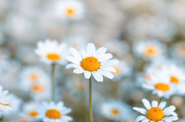 Field chamomiles flowers close up Flower background