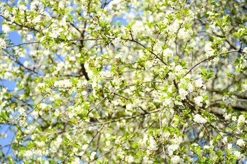 Large branches of cherry blossoms blooming with white flowers against the blue sky. Background