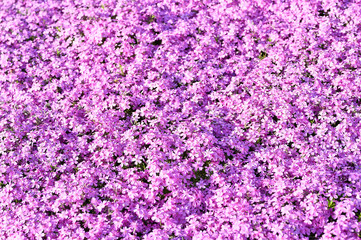 Pink flowers subulate Phlox as an element of landscape design. Background