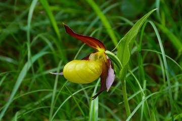 orchidea Scarpetta di Venere (Cypripedium calceolus),ritratto © paolofusacchia