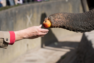 Elefant frisst Apfel aus Hand