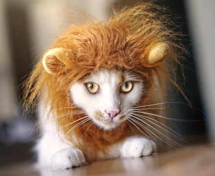 Cute cat dressed up as a lion.