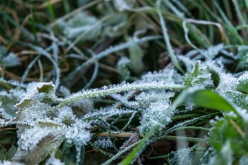 Macro of ice and snow coating during winter. Slovakia