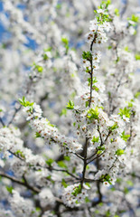 Branches of blossoming cherry macro with soft focus. Beautiful floral image of spring nature. Easter Sunny day. Blooming tree with white flowers in spring. Sunny day. The branches of a blossoming tree