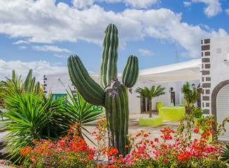 Cactus