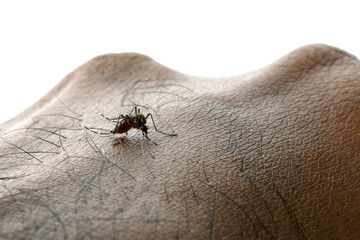 Aedes aegypti Mosquito. Close up a Mosquito sucking human blood