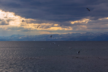 Fototapeta na wymiar Winter cloudy sunset over Lake Ohrid with river gulls. Macedonia.