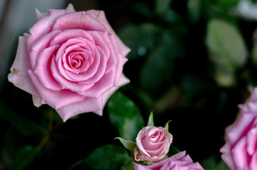Pink roses in the morning garden.Dark green tone.Do not focus on objects.
