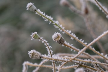 Wild poppy with ice coating during winter. Slovakia
