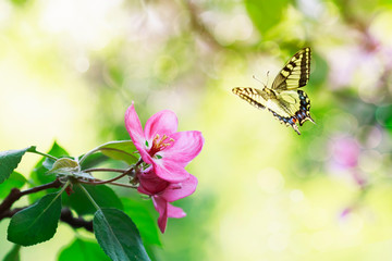 an apple tree branch with flowers in the May spring sunny garden and a butterfly flutters