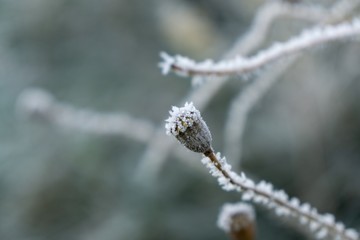 Wild poppy with ice coating during winter. Slovakia
