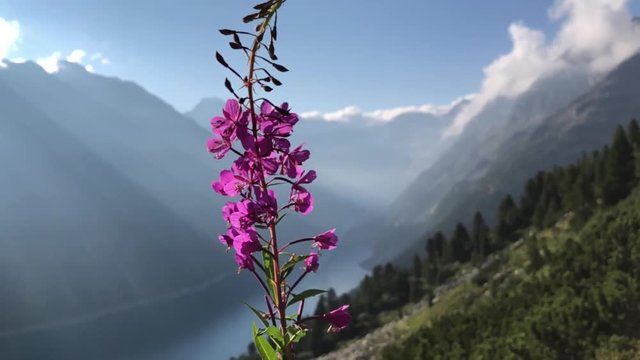 Pleasant vivid violet flower stem, with beautiful Schlegeis Zillertal peak alps in Austria
(slow motion) (medium shot)