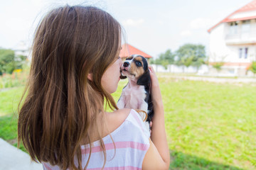 Beagle puppy kissing a girl